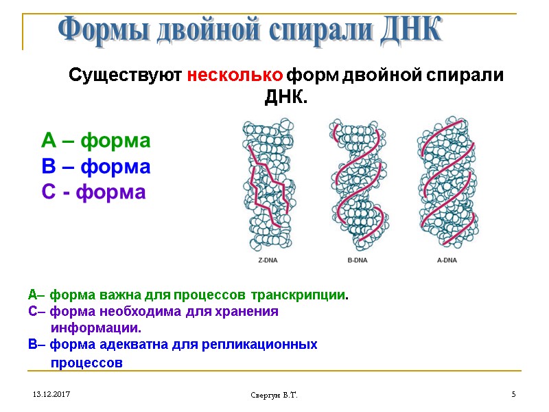 13.12.2017 Свергун В.Т. 5 Существуют несколько форм двойной спирали ДНК.  Формы двойной спирали